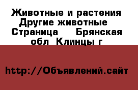 Животные и растения Другие животные - Страница 2 . Брянская обл.,Клинцы г.